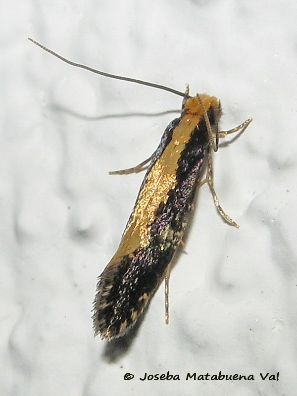 Monopis obviella - Tineidae